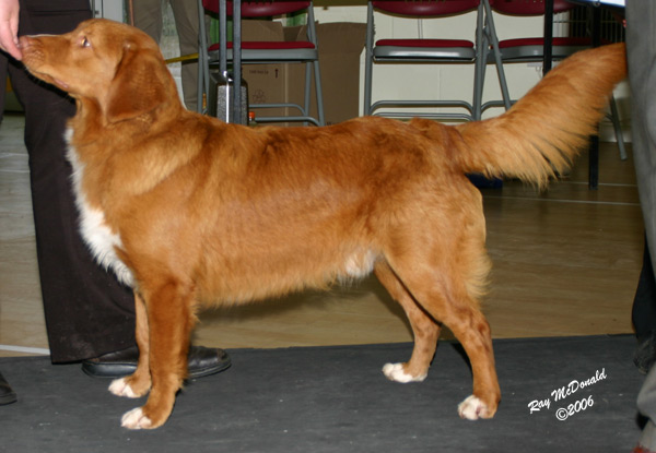 Ari wins the Puppy Dog class at the NSDTR Club Open Show