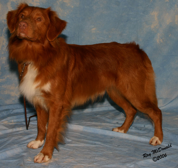 Rupert after winning the Post Graduate class at the NSDTR Club Open Show