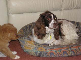 Rupert plays tug with Spud's bed