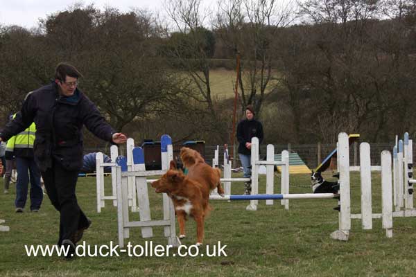 Ari doing Agility