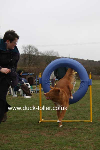 Ari doing Agility