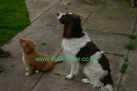 Demonstrating what looks like being a nice sit stay (supervised by Spud)