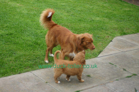 Tail up at 7 weeks!