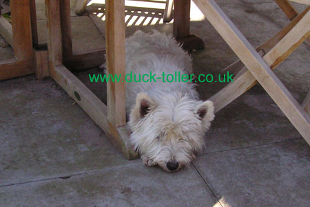 Monty sensibly hides in the shade (pre-bath)