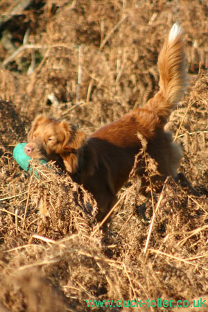 Rupert Gundog training