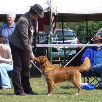 Ari in BIS ring at Midwestern Gundog - photo J Baker