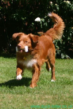 Rupert retrieving a Dumbell