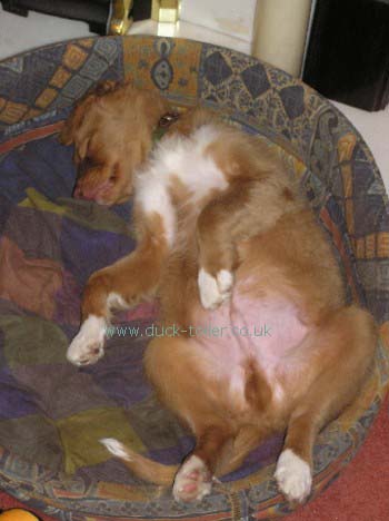 Rupert asleep upside down