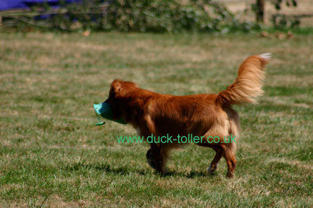 Rupert in the NSDTR Club Display Team at the CLA Game Fair