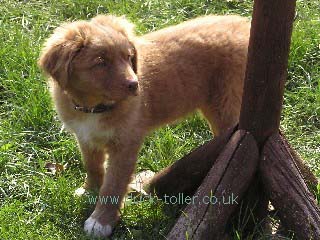 Puppy sunning himself
