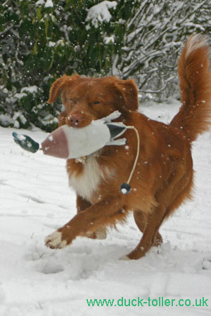 Rupert Gundog training