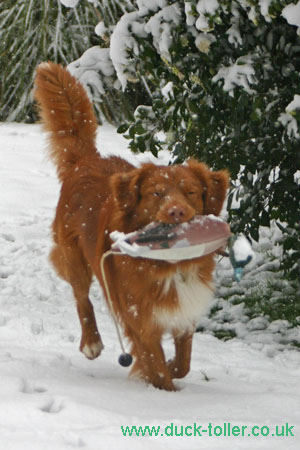 Rupert Gundog training